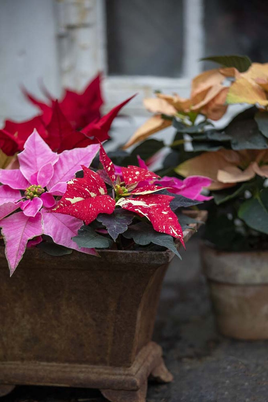 Weihnachtsstern Pflege