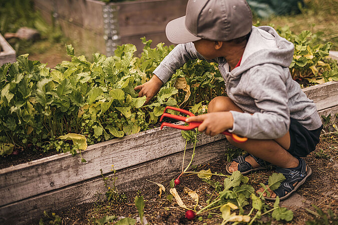Gartenarbeiten Frühling: Radieschen im Hochbeet ernten und frisches Gemüse aus dem Garten sammeln