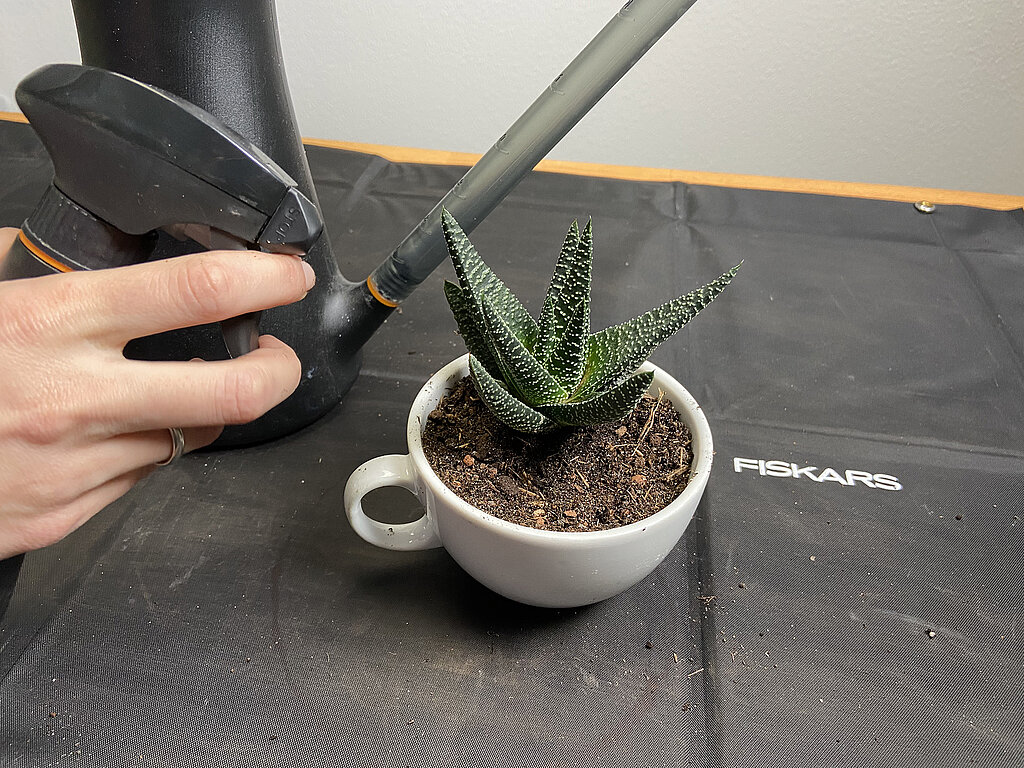 Tassengarten basteln und die bepflanzte Tasse vorsichtig angießen mit einer kleinen Gießkanne