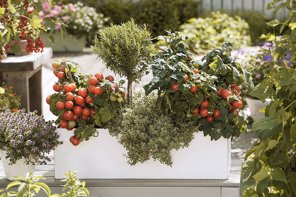 Obst und Gemüse auf dem Balkon anbauen