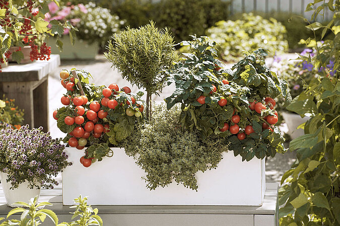 Tomaten pflanzen – Buschtomaten und Rosmarin üppig wachsend auf dem Balkon