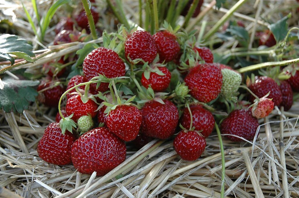 Knoblauch schützt Erdbeeren vor Schädlingen