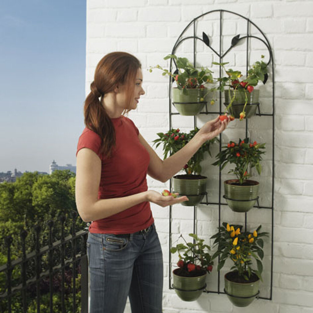 Obst und Gemüse auf dem Balkon anbauen