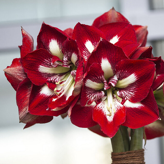 Amaryllis rot und weiß