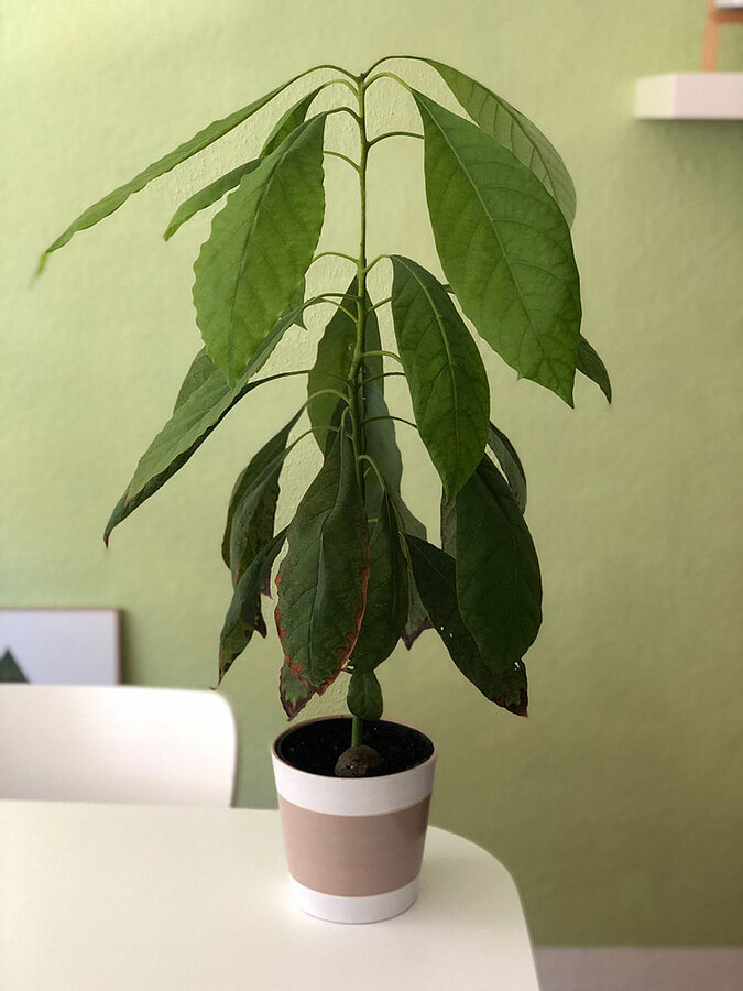 Gemüse Regrow Avocado