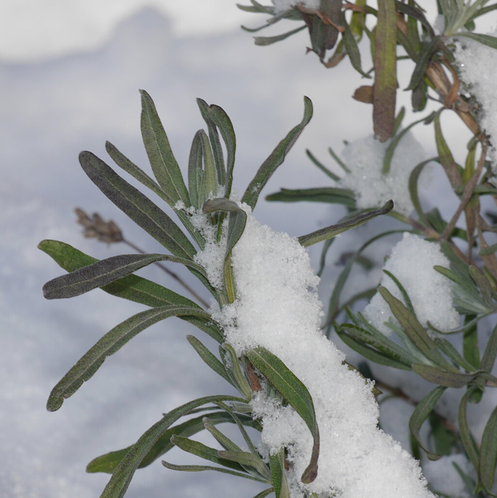Lavendel Schnee
