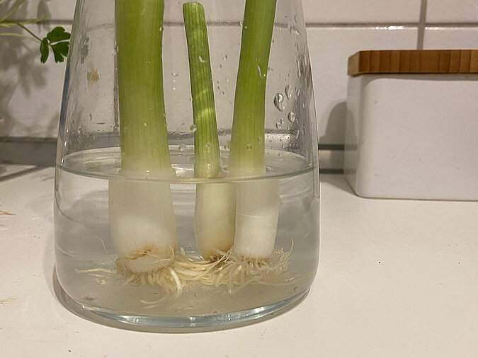Obst und Gemüse auf dem Balkon anbauen