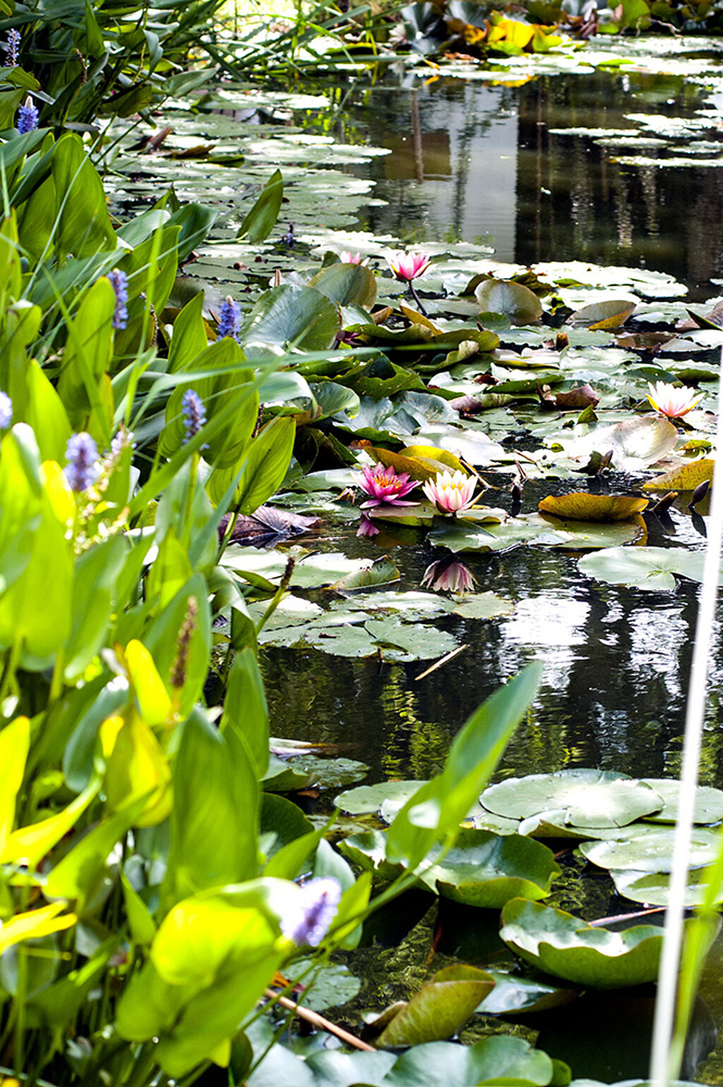Gartenteich Pflanzen Seerosen