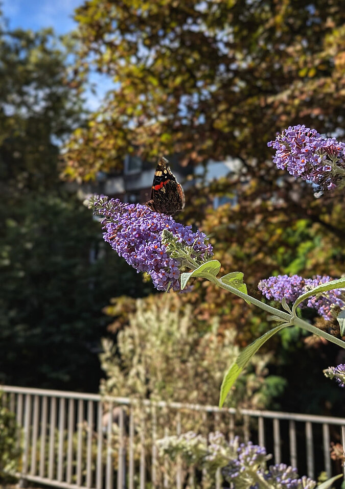 Schmetterling sitzt auf Fliederblüte