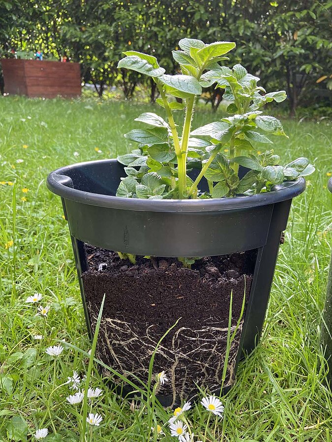 Gemüse vermehren Regrowing Kartoffel
