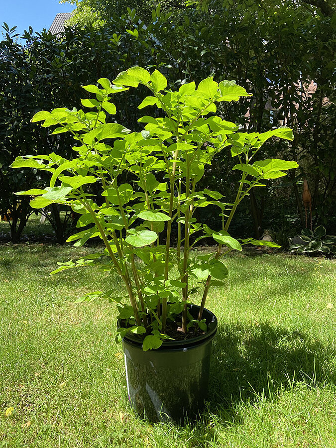 Gemüse vermehren Regrowing Kartoffel