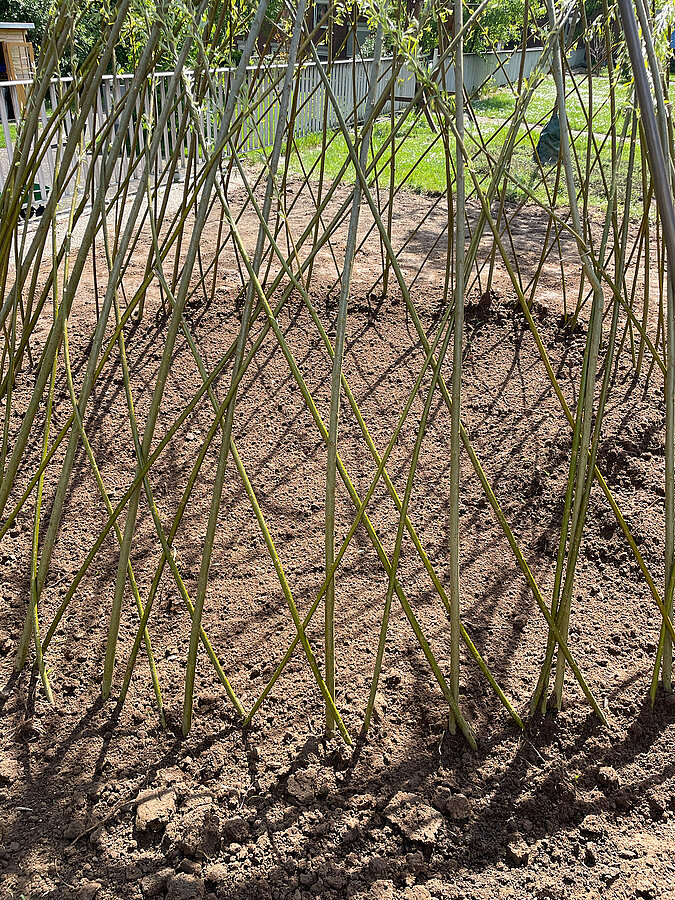 Tipi aus Weiden bauen mit verflochtenen Weidenruten, die ein stabiles Gerüst und natürliche Wandstruktur im Garten bilden