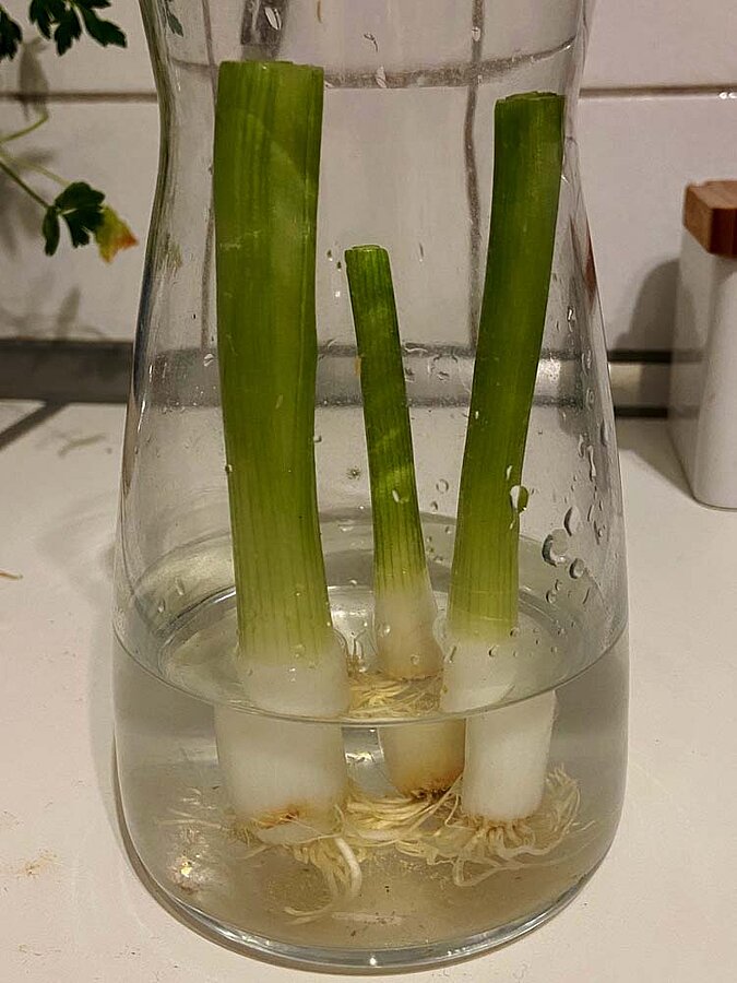 Gemüse vermehren Regrowing Frühlingszwiebel