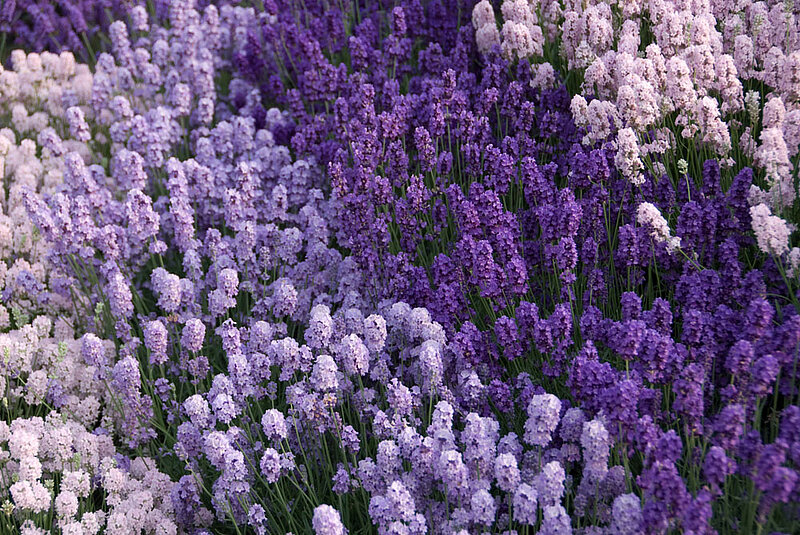 Lavendel Farben Lilatöne