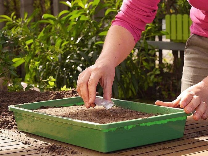 Tomaten pflanzen – Hände säen Samen gleichmäßig in eine flache Pflanzschale mit Erde im Garten