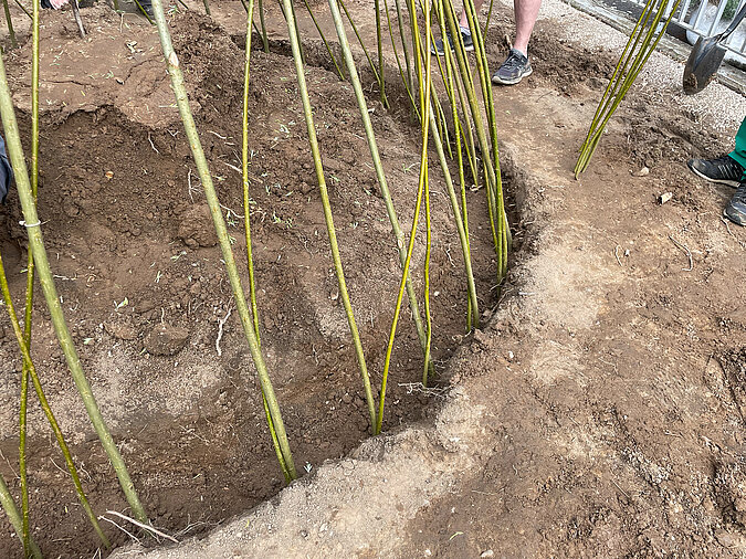 Tipi aus Weiden bauen mit frisch gesetzten Weidenruten in einem ausgehobenen Graben als Basis für die grüne Konstruktion