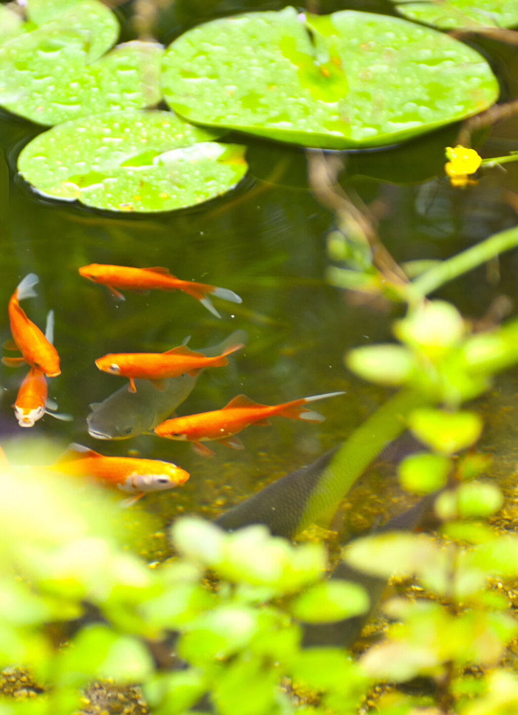 Gartenteich Fische 