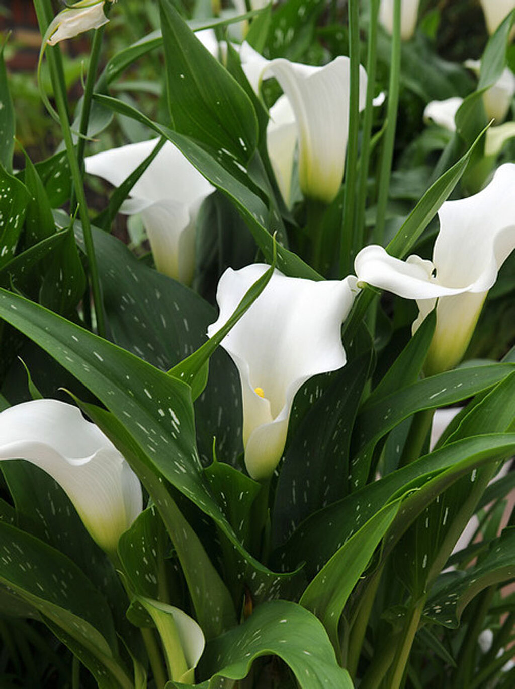Calla Blume Blüte