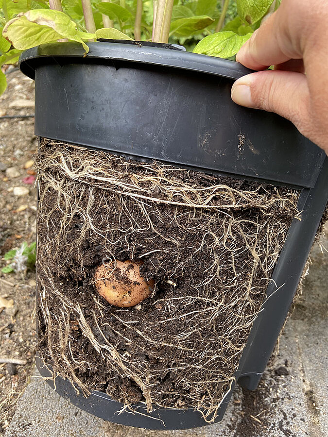 Gemüse vermehren Regrowing Kartoffel