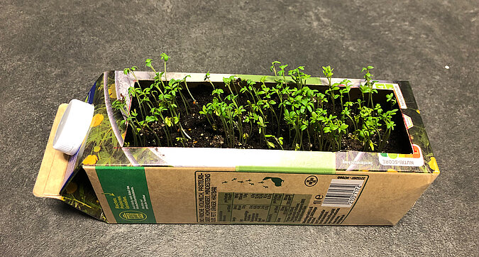 spriessende Saemlinge in einer alten Milchtuete mit Blumenerde