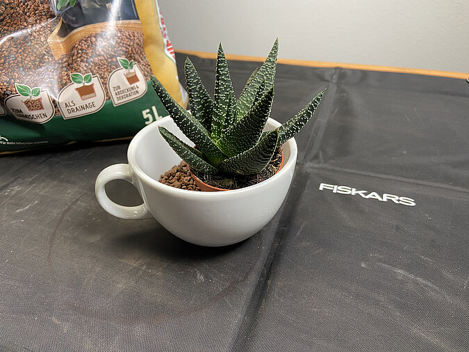 Tassengarten basteln mit vorbereiteter Tasse und Sukkulente, umgeben von Blähton als Drainage