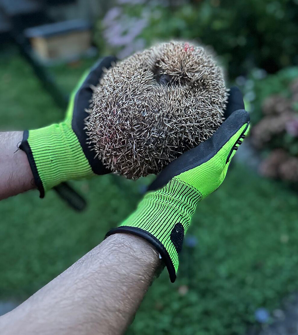 Igel liegt zusammengerollt in den Händen mit Handschuhen