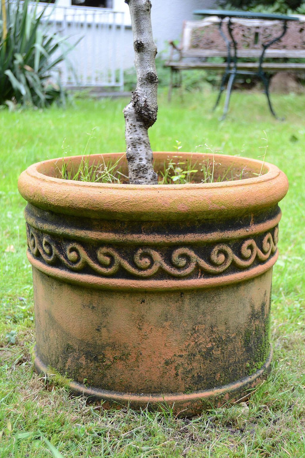 Pflanzgefäß aus Terrakotta