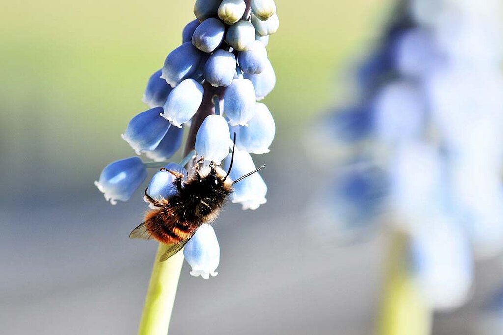Insektenhotel Wildbienen Blume Blüte