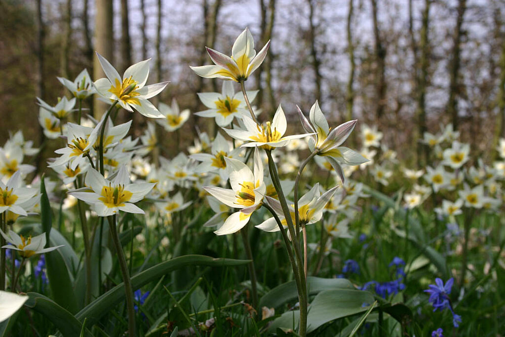 Tulpen Blumenzwiebeln 