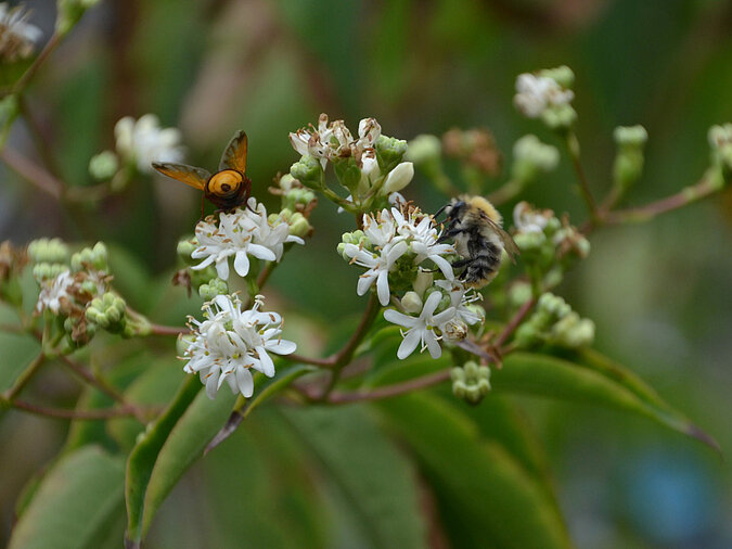Hummel sitzt auf Blüte