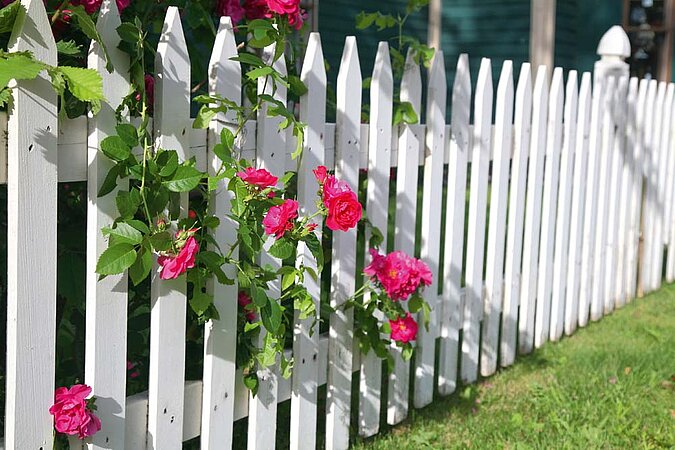 Holzzaun streichen – weiß gestrichener Gartenzaun mit blühenden Rosen als dekorativer Sichtschutz im Außenbereich