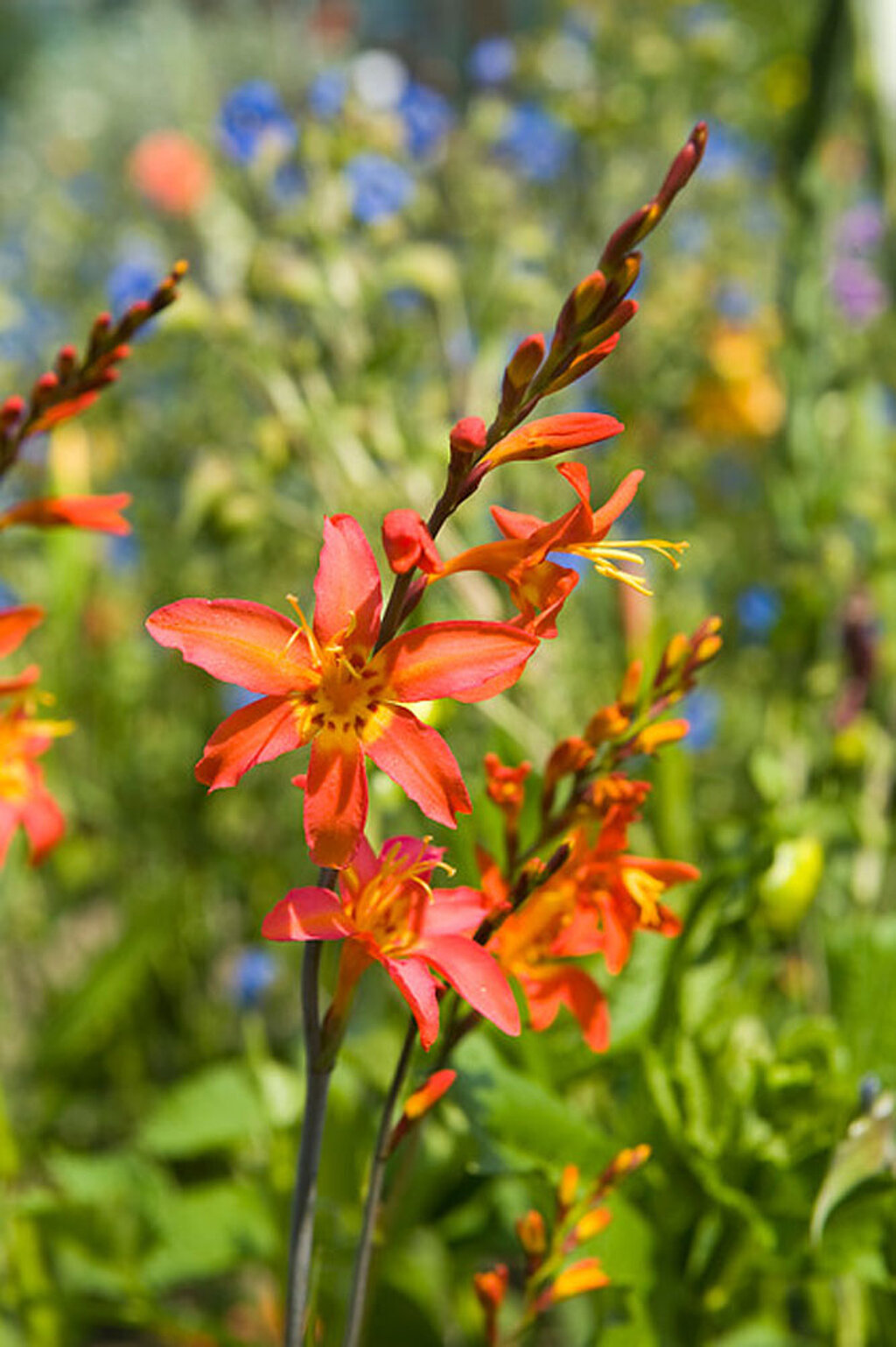 Montbretie Blüte