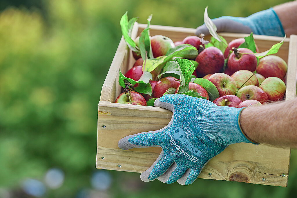 Tipps zur Apfelernte: Hände mit Handschuhen trägt eine Holzkiste, die mit Äpfeln gefüllt sind