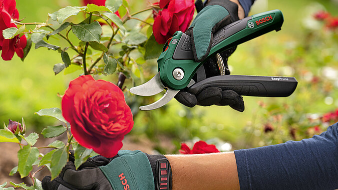 Rosenzweig wird mit Akku-Gartenschere abgeschnitten