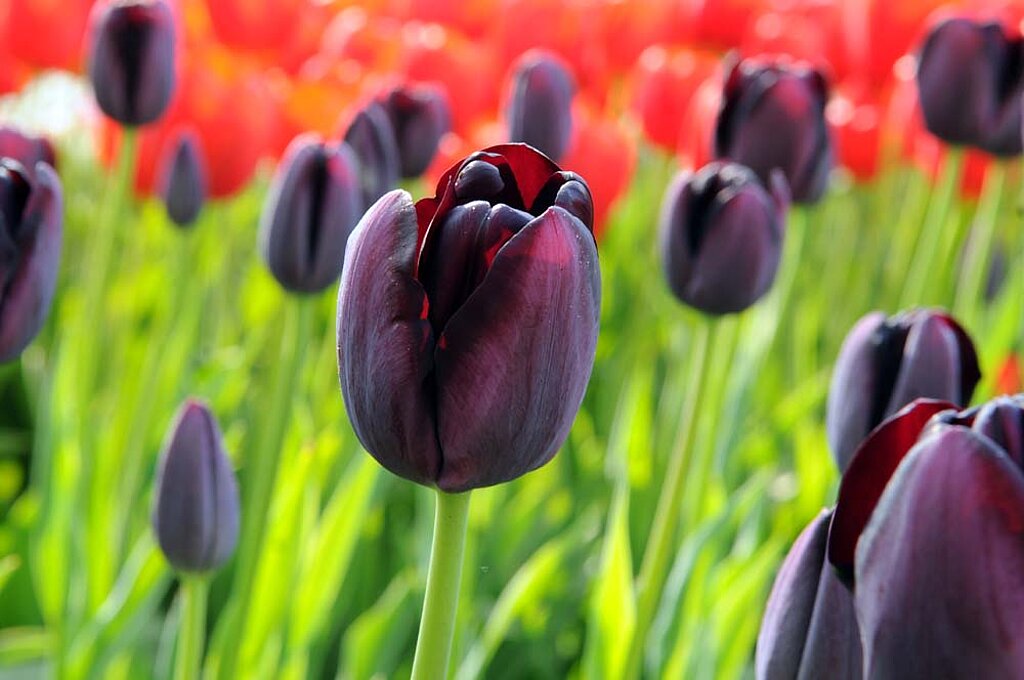 Schwarze Tulpen Blumenzwiebeln 