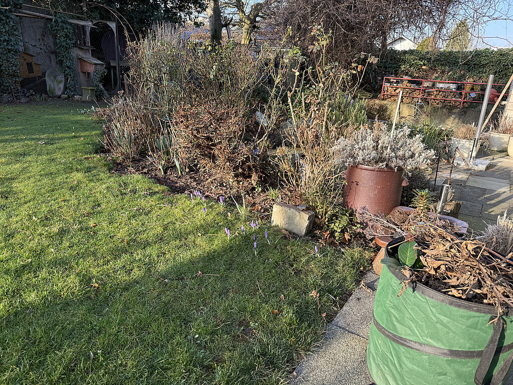 Gartenarbeiten Frühling: Staudenbeet im Garten mit trockenen Pflanzenresten vor dem Rückschnitt und der Frühjahrs­pflege vorbereiten