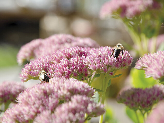 Nahaufnahme von zwei Bienen auf Wildblume