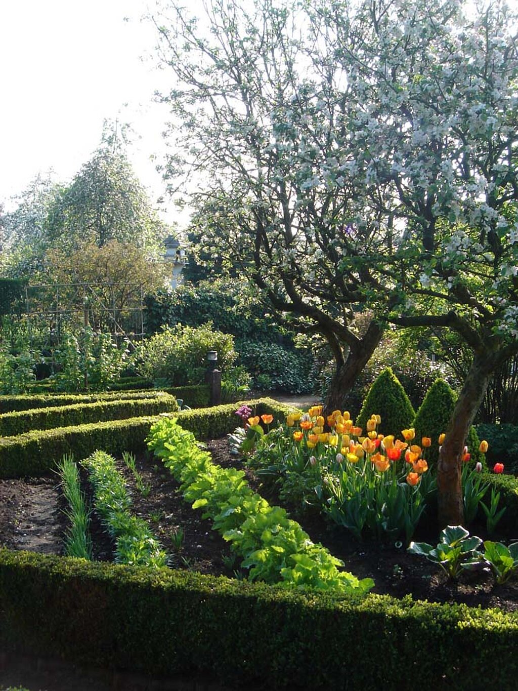 Gemüsegarten planen