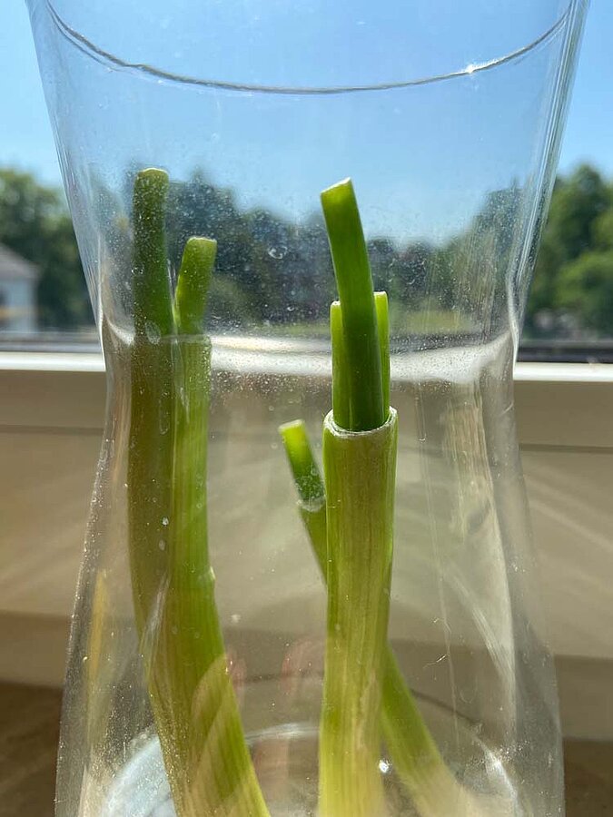 Gemüse vermehren Regrowing Frühlingszwiebel