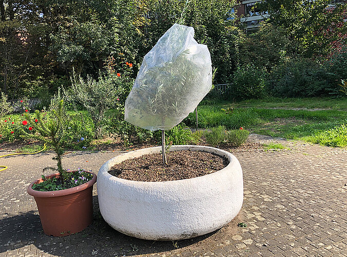 Balkonpflanzen im Winter schützen