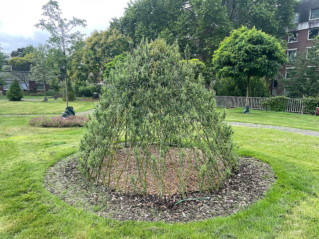 Tipi aus Weiden bauen im fertigen Zustand mit dicht bewachsenen Ruten, die ein grünes Naturtipi im Garten formen