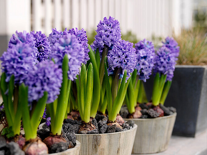 blumenzwiebeln hyazinthen bluete 2 ibulb 01