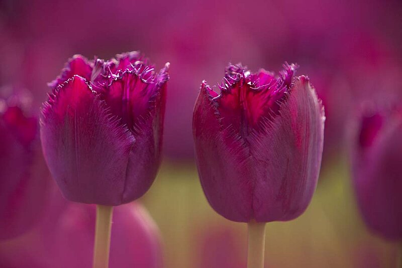 Tulpen Blumenzwiebeln 