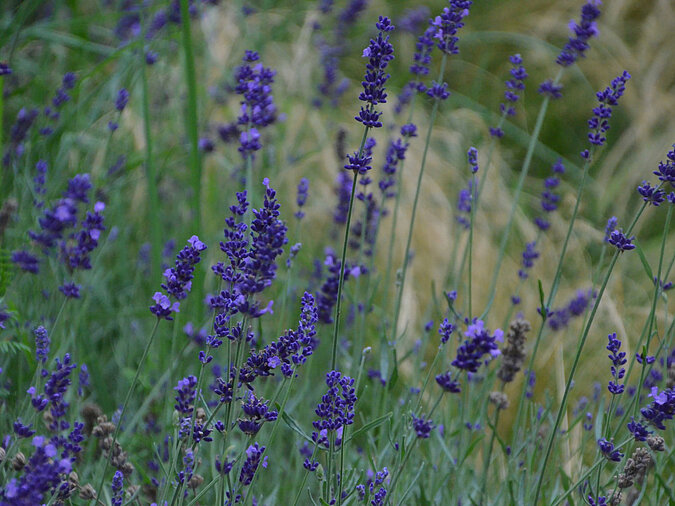 Bluehender Lavendel auf einer Wiese