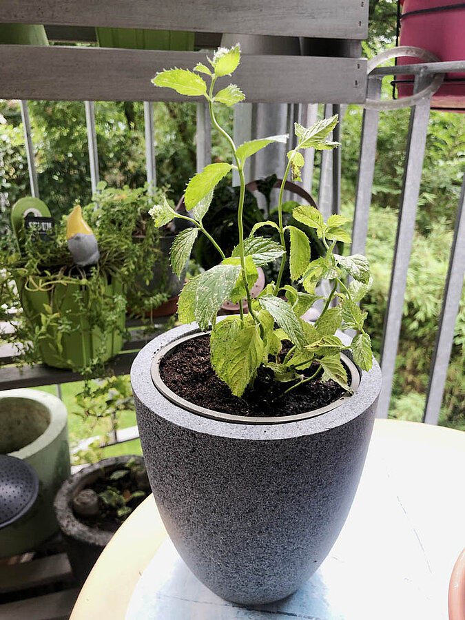 Gemüse Regrow Minze