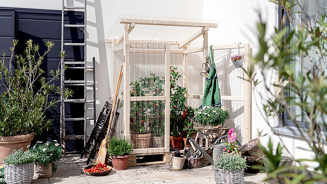 Tomaten pflanzen – kleines Gewächshaus auf Terrasse mit mehreren Tomatenpflanzen in Töpfen und idealen Bedingungen für gesundes Wachstum