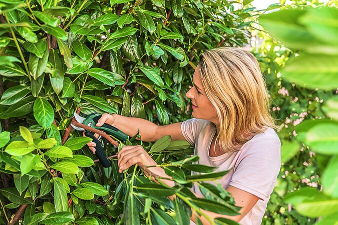 Hecke richtig schneiden