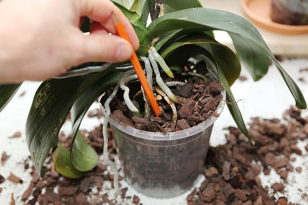 Blumenerden Vergleich Orchidee