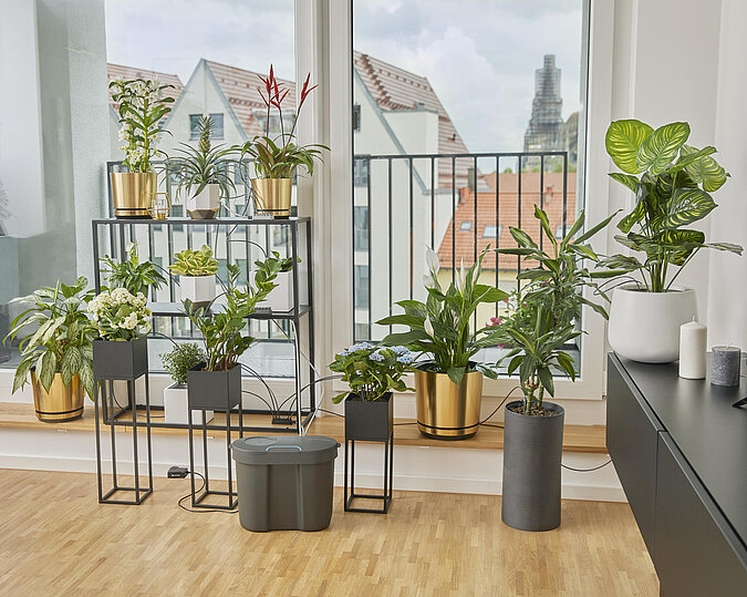 dekorative Zimmerpflanzen vor einem Panoramafenster sind an eine automatische Wasserversorgung angeschlossen