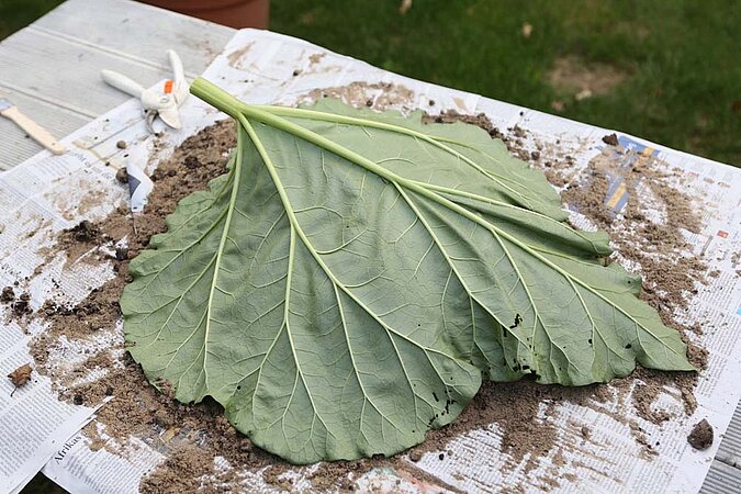 Vogeltränke Beton Blatt auflegen